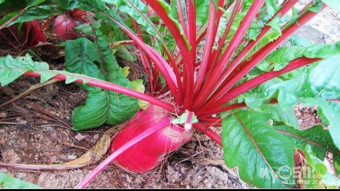 “太阳集团tyc”翟天临获中国好演员三项表彰 表示:想当好演员要先学会做人(图1) 太阳集团tyc