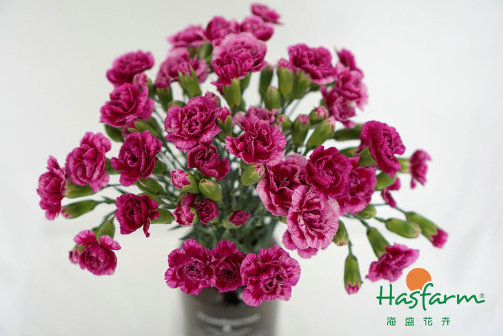 太阳成官网_李连杰出席公益活动,邀请知名圈子人李帅共打太极(图1) 太阳成集团tyc