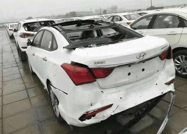 香樟价格多少钱一棵?香樟树的移栽技术介绍|太阳集团tyc(图3) 太阳成集团tyc