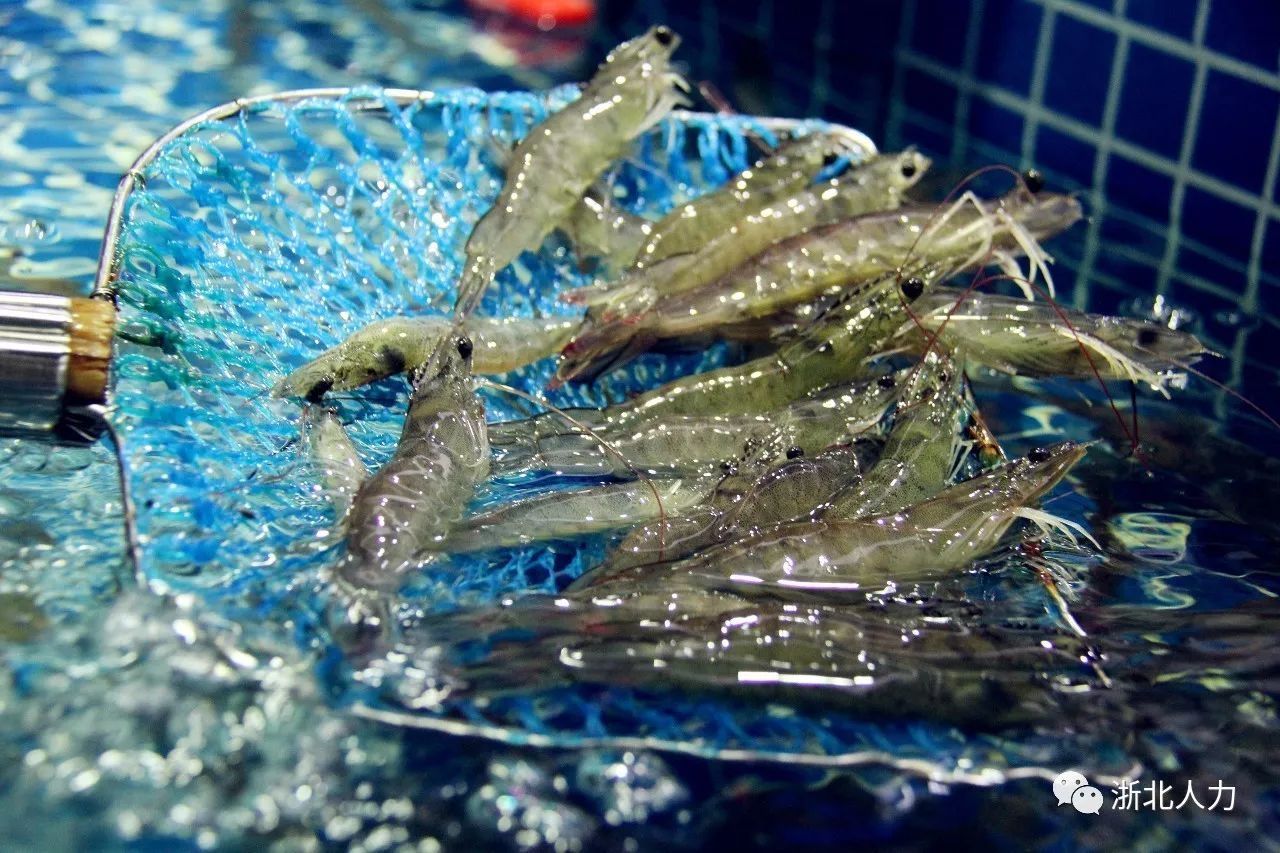 昕诺飞点亮世界最大“相框”,展现迪拜今昔风采:太阳集团tyc(图2) 太阳集团tyc