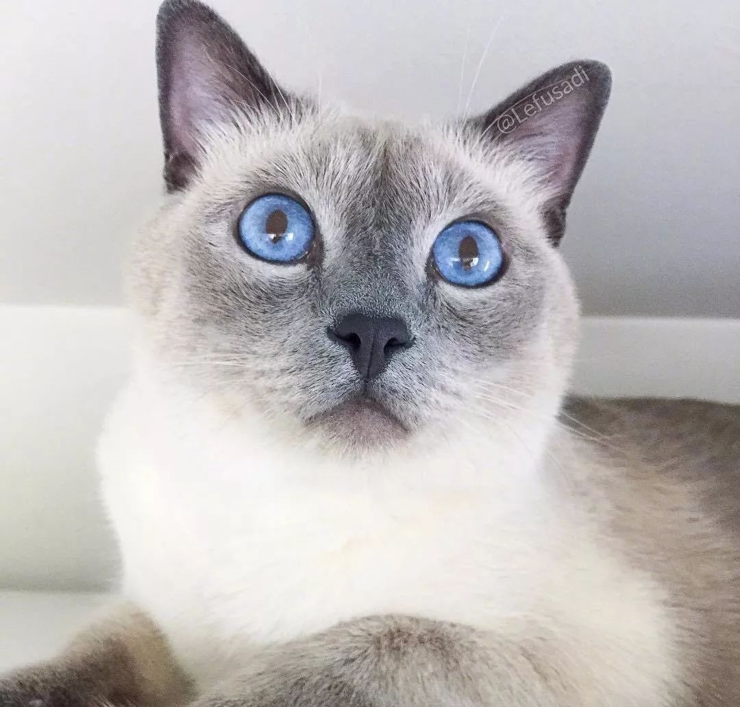 了解|猪价4涨7跌是因为储备肉投放吗?会不会跌到15元?|太阳集团tyc(图1) 太阳集团tyc