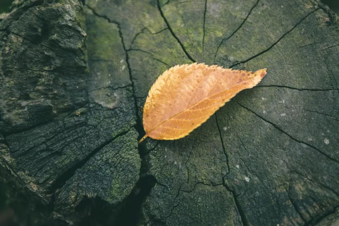 今年大蒜后期价格预测走势如何?(附7月30日大蒜价格最新行情)‘太阳成官网’(图2) 太阳成集团tyc